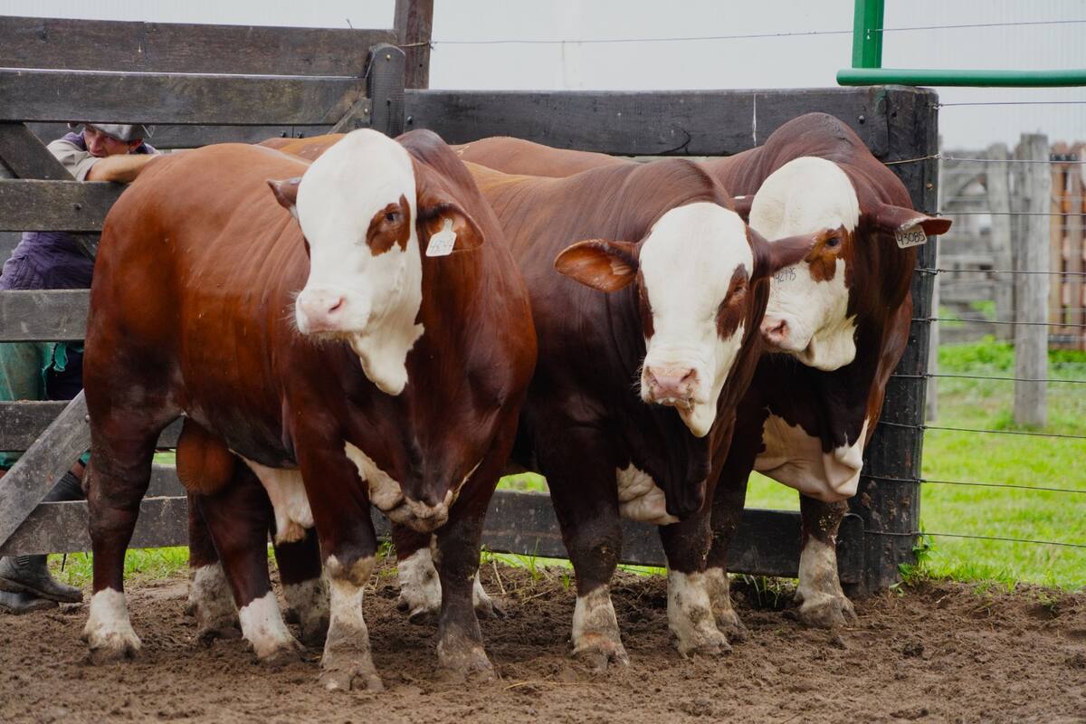Braford volverá a lucir lo mejor de la raza