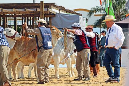 Brahman vivirá una Nacional muy especial