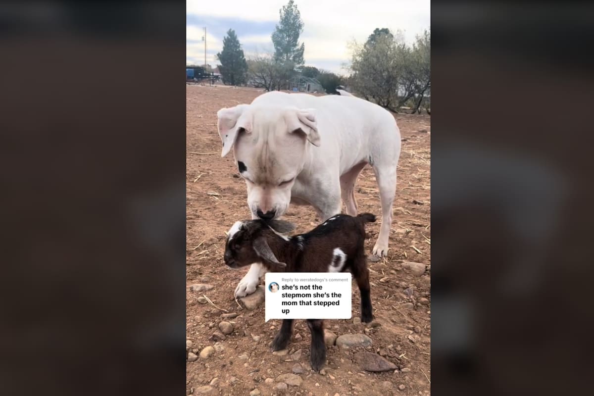 Branch, el cabrito, y Evie, la pit bull, forjaron un vínculo único