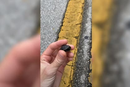 Branden Nicholsen rescató a la tortuga más pequeña del mundo