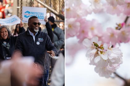 Brandon Johnson celebró la llegada de la floración de los cerezos en el histórico Jackson Park de Chicago
