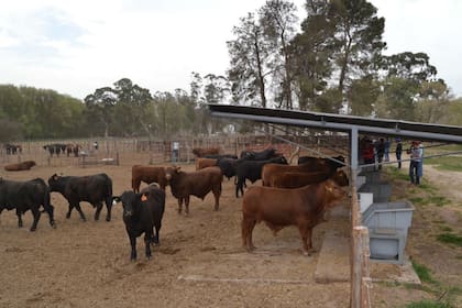 Brangus hizo una prueba con 60 toritos