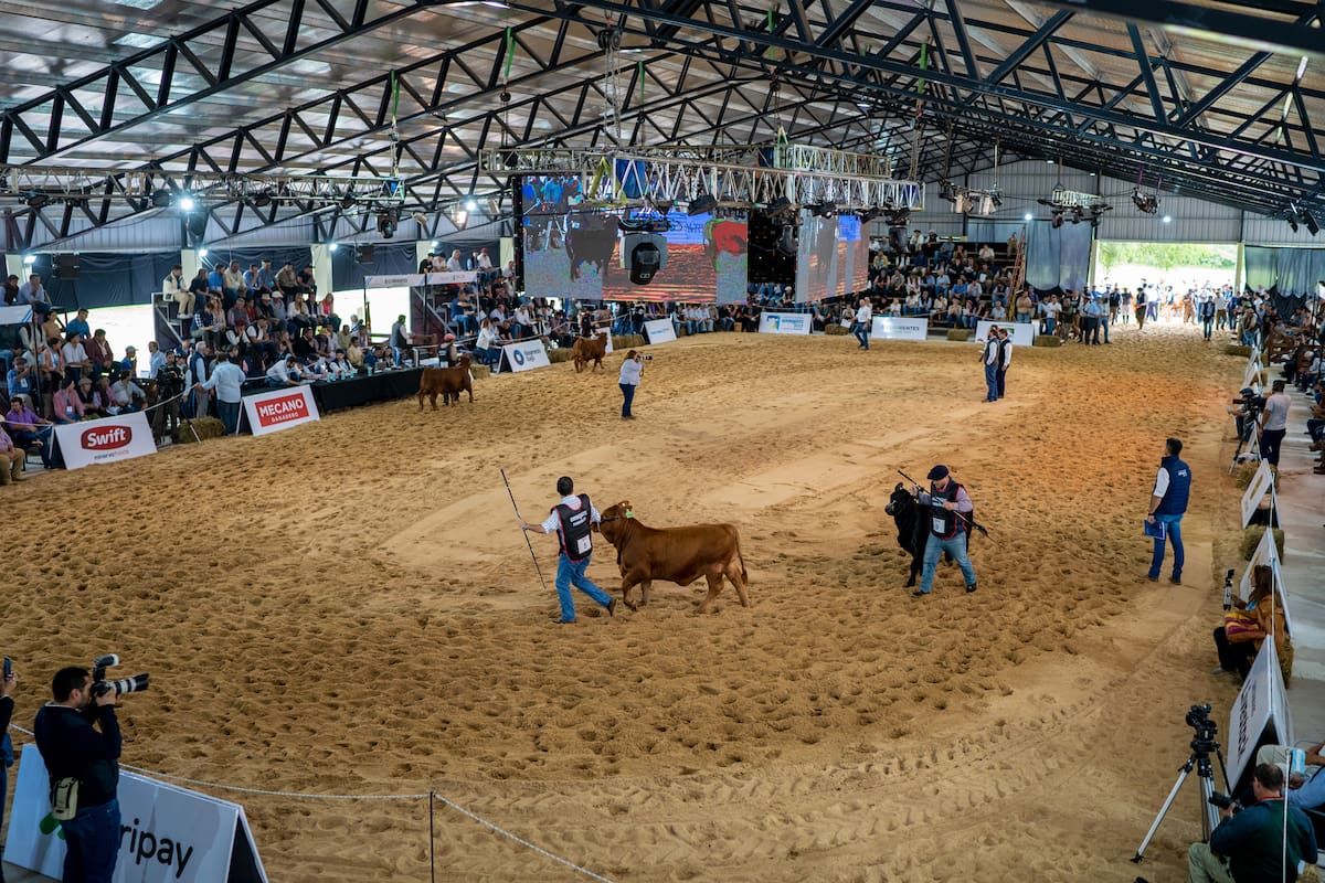 Brangus, presente en la muestra
