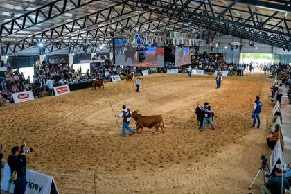 Brangus, presente en la muestra