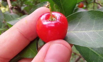 Brasil es el país que más la produce