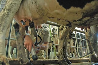 Argentina vs. Uruguay: qué pasa con el costo de la leche desde que sale del campo y llega al puerto transformada