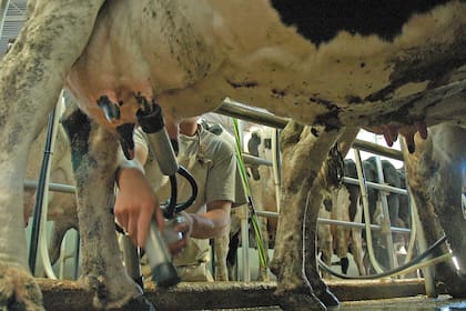 Brasil quiere bloquear la importación de leche en polvo desde Argentina