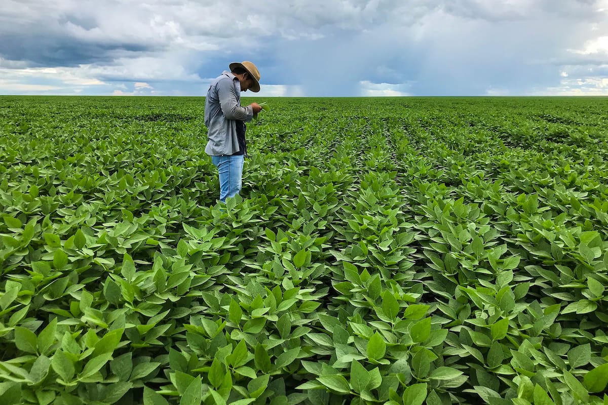 Brasil se encamina a lograr una muy buena campaña de soja