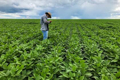 Brasil se encamina a lograr una muy buena campaña de soja