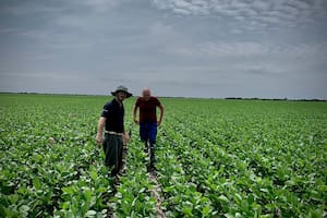 La soja y una década perdida: cómo las retenciones favorecieron el avance de Brasil