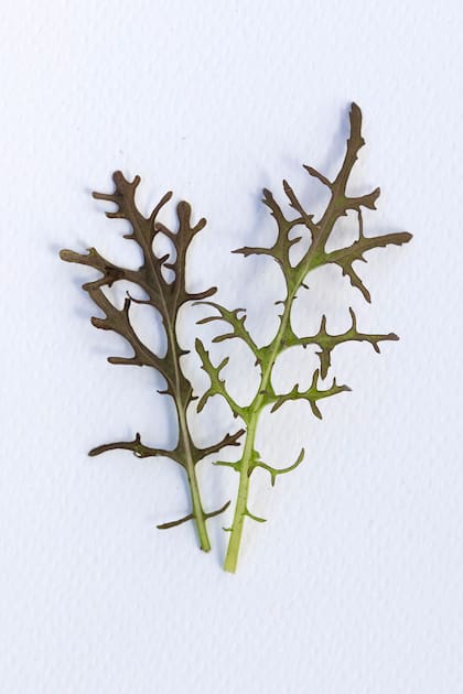 Brassica rapa subsp nipposinica.