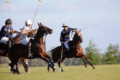 Cabeza levantada, panorama de cancha: además de taqueo, Poroto tiene cabeza para jugar al polo.