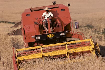 Cosecha de trigo en el sur de Brasil. La agricultura dio un salto espectacular en 2023