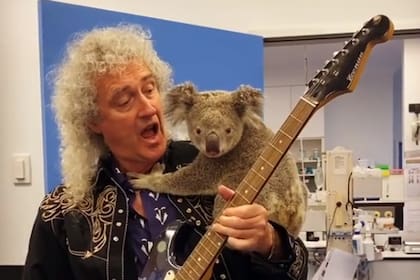El reconocido guitarrista de Queen compartió un video de su particular encuentro con un koala rescatado