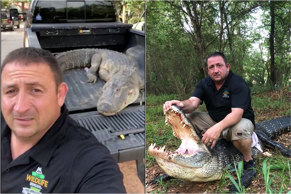 Brian Moss está a cargo de una empresa especializada en manejo de fauna silvestre