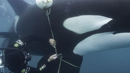 Brian Skerry en el documental Secretos de las Ballenas de Disney +