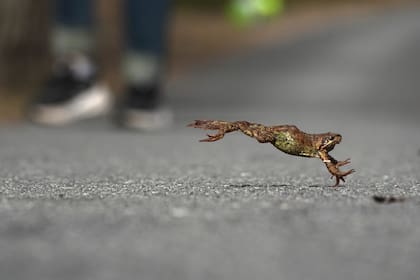 Brigada rusa ayuda a sapos y ranas a cruzar carretera hacia su lugar de desove