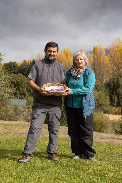 Brisa del Lago, el proyecto con el que Laura Bronstein y Luis Itxassa, oriun-dos de Rada Tilly, cultivan azafrán