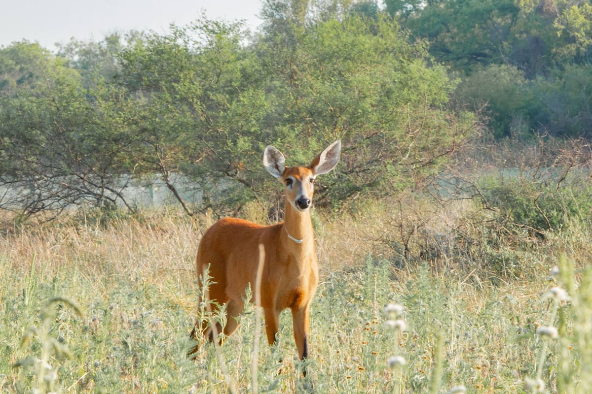 Brisa es uno de los dos ejemplares de ciervo de los pantanos que volvió a El Impenetrable de Chaco para repoblarlo luego de estar extinto en la región por un siglo