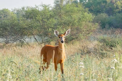 Brisa es uno de los dos ejemplares de ciervo de los pantanos que volvió a El Impenetrable de Chaco para repoblarlo luego de estar extinto en la región por un siglo