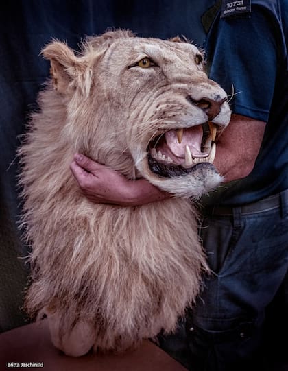 Britta Jaschinski y su mirada sobre el tráfico de fauna