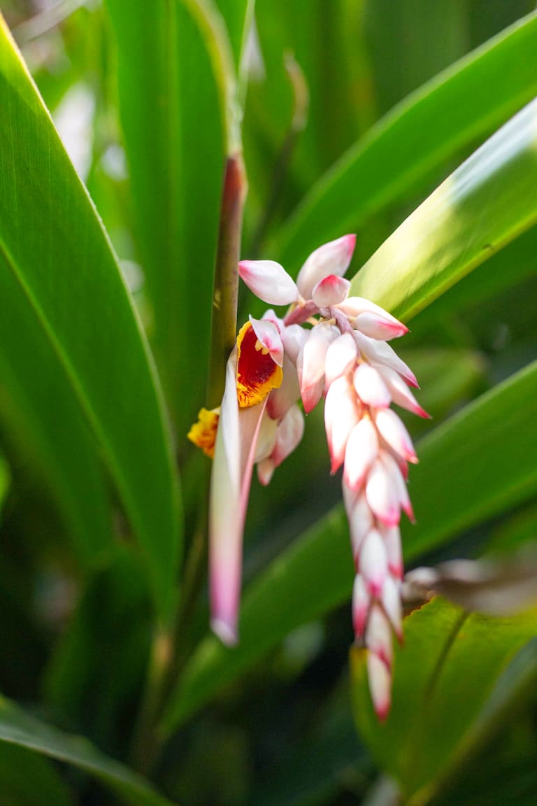 Bromelia