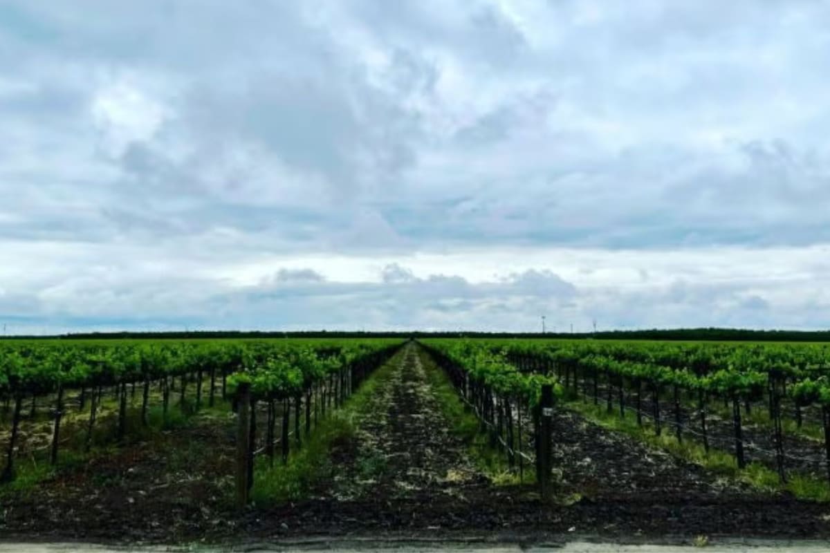 Bronco Wine anunció el despido de 146 empleados