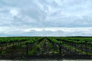 Bronco Wine anunció el despido de 146 empleados