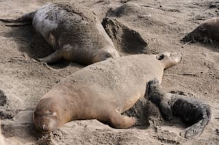 Brote de gripe aviar en elefantes marinos de California obliga a cancelar visitas turísticas