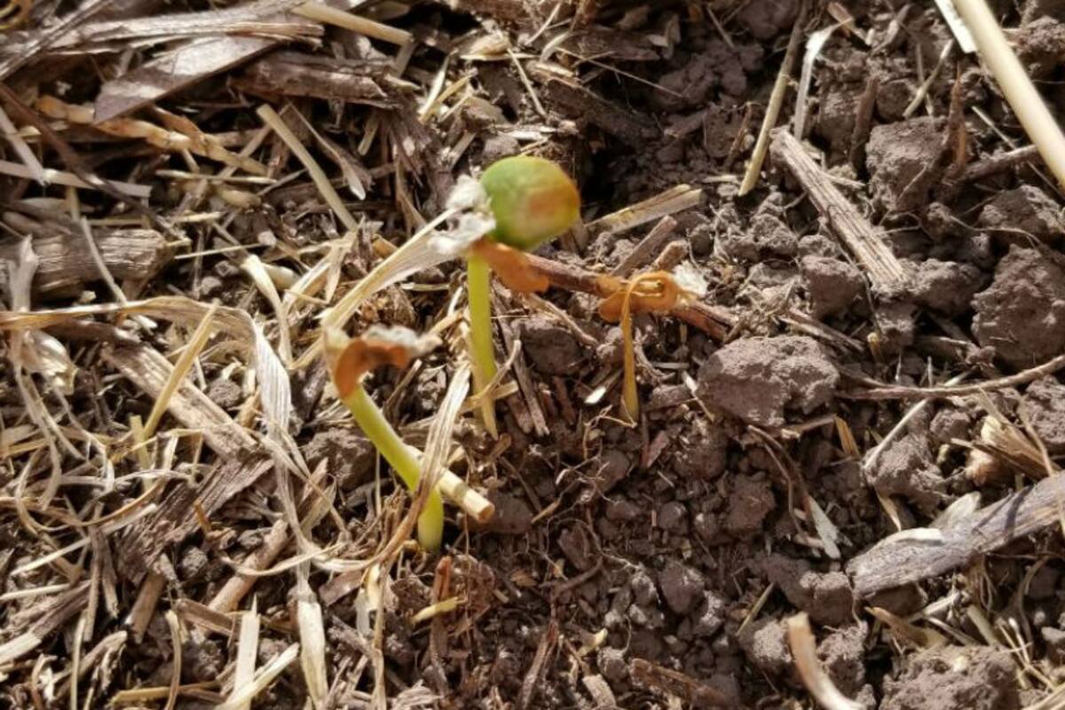 Brote seco de un cultivo en el partido de Alberti, Buenos Aires