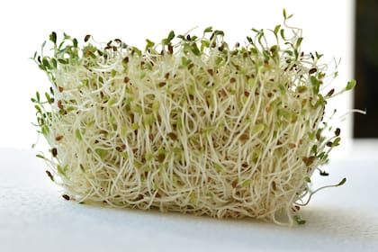Los brotes de alfalfa pueden ser peligrosos para personas con ciertas enfermedades