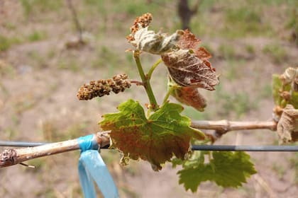 Brotes de una vid afectada por la helada tardía de la semana pasada