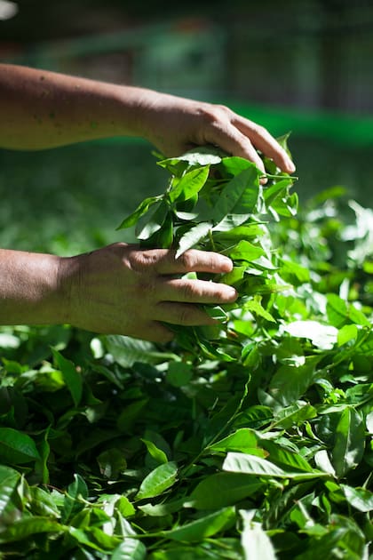 Brotes de yerba mate.