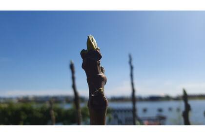 Brotes en la higuera recién trasplantada; una breve pero oportuna lluvia fue de mucha ayuda