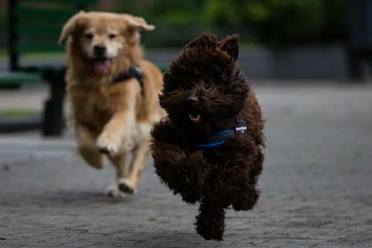Brownie se suma al Ministerio Público Tutelar para acompañar a menores víctimas de delito, en sus declaraciones en la Sala de Entrevistas Especializada