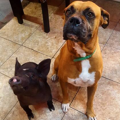 Bruce convive con un bóxer y un caniche.