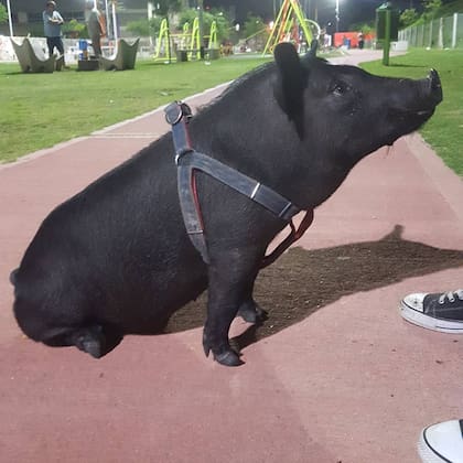Bruce sale todas las tardes a pasear por la plaza.
