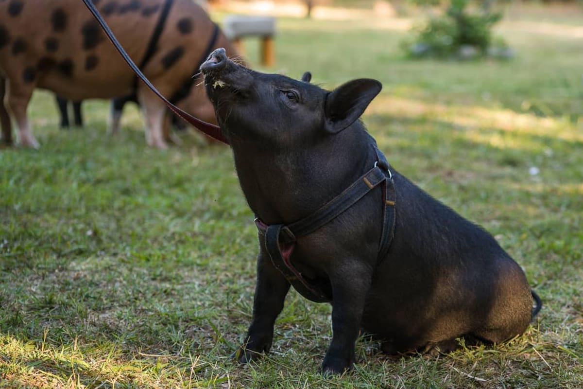 Bruce vive en Sarandí y en agosto cumplirá un año.