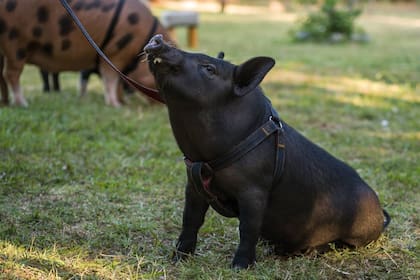 Bruce vive en Sarandí y en agosto cumplirá un año.
