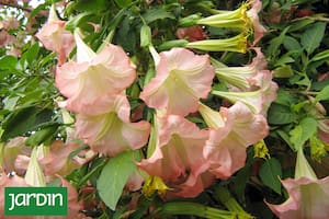 Las plantas que combinan flores espectaculares, usos ancestrales y una reputación tan atractiva como riesgosa