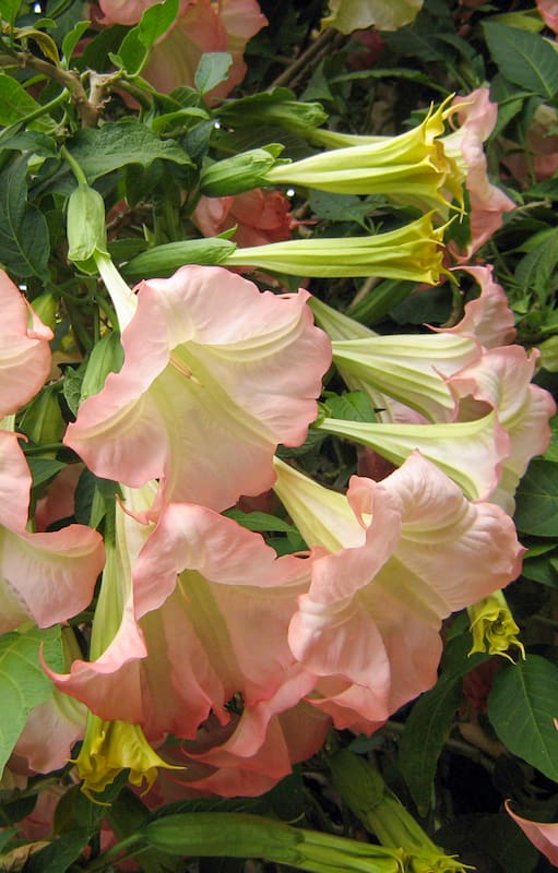 Brugmansia suaveolens, la especie que más se usa en los jardines
