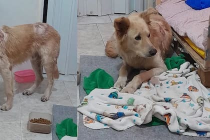Bruno, el perro que fue apuñalado. Piden ayuda para afrontar los gastos de su recuperación
Foto: Diario Chaco