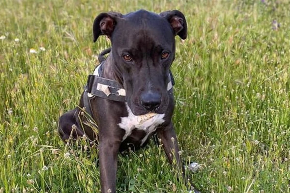 Brutus, el protagonista de la desesperante búsqueda perruna tras la explosión en la puerta de Toledo, Madrid. Imagen: Facebook Laura Fernández Marbán