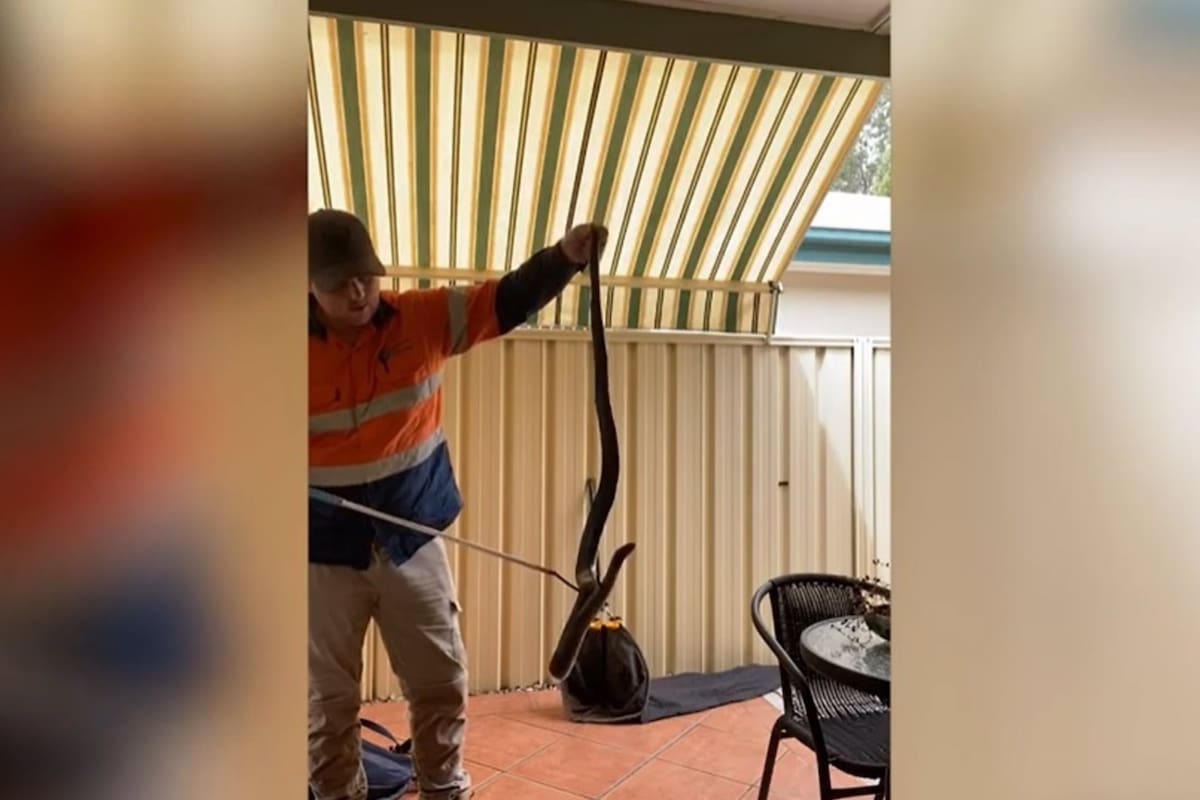Bryce Lockett, cazador de serpientes, asistió a la mujer para agarrar al animal y sacarlo del hogar