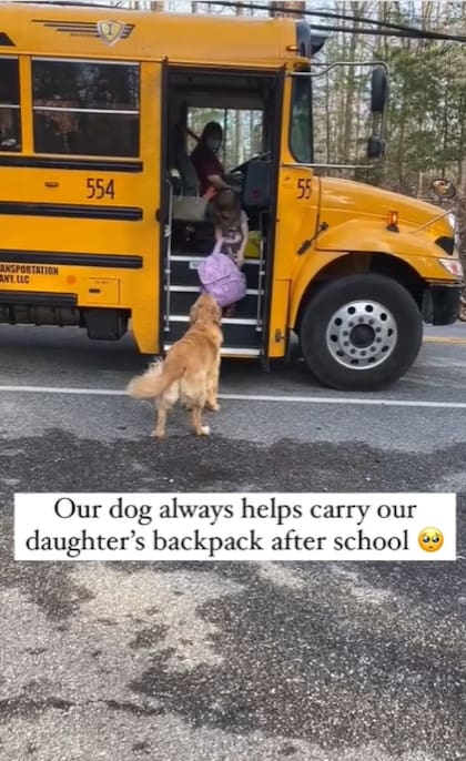 Bubba, el perro que ayuda a su hermanita con la mochila del colegio ya recorre las redes sociales