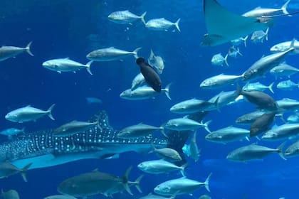 Bucear en este continente es maravilloso porque hay muchísimas opciones de lugares, precios y planes.