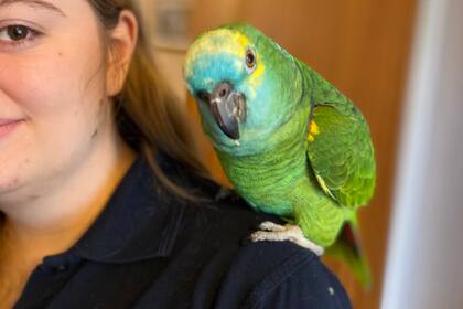 Bud, el loro que perdió 200 gramos de peso para poder volver a volar se convirtió en una celebridad en las redes sociales Foto: Twitter @jason_Shorten