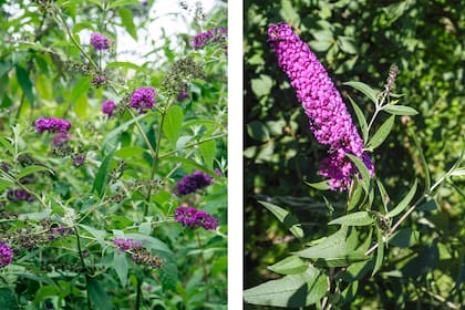 Buddleja Davidii, una planta que atrae colibríes por la llamativa forma y color de sus flores