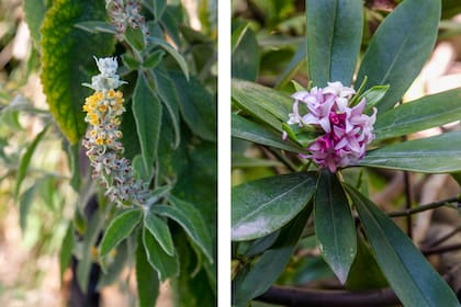 Buddleja stachyoid e daphneodora, um arbusto muito atrativo para polinizadores