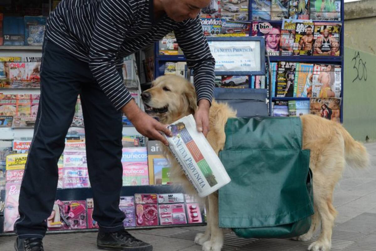 Buddy como canillita